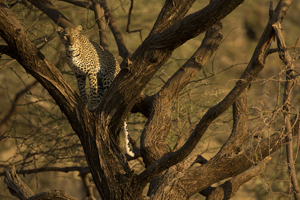 leopard